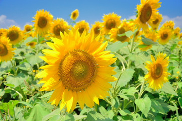 Obraz premium 夏空に咲くひまわりの花