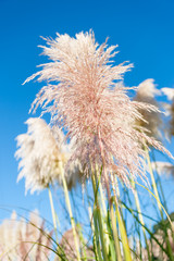 Pampas grass  fashionable pink seed head. against blue sky