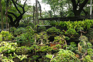 Various kind of Bonsai tree sell in plant store for decorative plants photo taken in Jakarta Indonesia