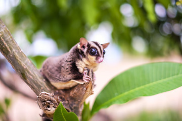 Sugar Glider on branch against brown wooden on tree bokeh background. Pet with Perverse habits. (Petaurus Breviceps)