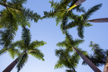 Plakat Palm Trees