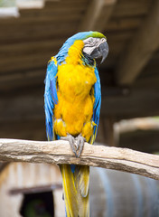 blue and yellow macaw