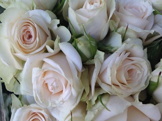 Fresh white roses background