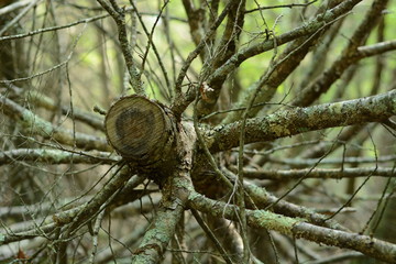 a tree that fell down during a storm
