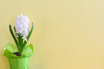 A background of a potted hyacinth in front of a soft yellow wood background with lots of copy space