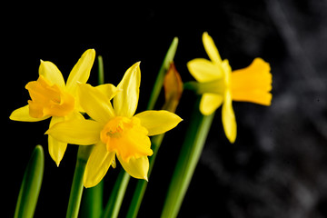 Jonquil or Narcissus flowers against a black background, Macro with shallow depth of field  of Daffodil