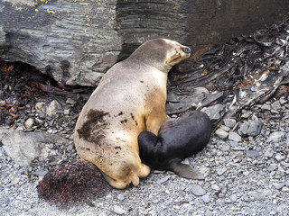 Fototapeta premium South American sea lion, Otaria flavescens, females with cubs, Sea Lion Island, Falkand / Malvinas