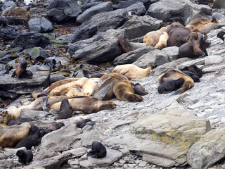 South American sea lion, Otaria flavescens, females with cubs, Sea Lion Island, Falkand / Malvinas