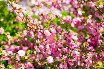 Obraz premium Branch of the Japanese cherry sakura blossoms