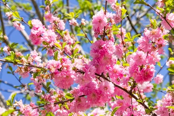 Fond de hotte en verre imprimé Fleur de cerisier Branch of the Japanese cherry sakura blossoms