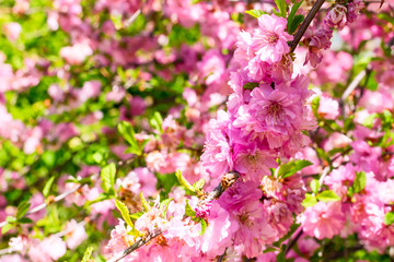Branch of the Japanese cherry sakura blossoms