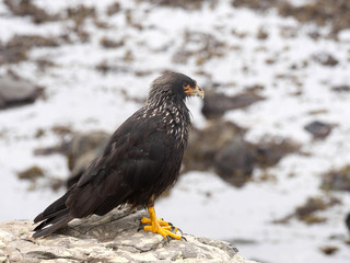 Striated caracara, Phalcoboenus australis, is common on the islands,  Sea Lion Island, Falkand / Malvinas