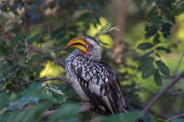 Southern yellow-billed hornbill (Tockus leucomelas)