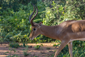 Impala (Aepyceros melampus)