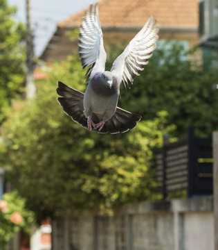 pigeon bird flying in green garden
