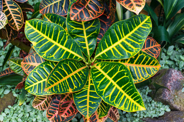 Garden croton plant striking foliage background © Olga K