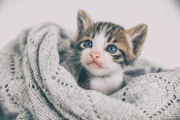 Beautiful cute gray striped kitten with blue eyes