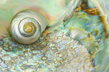 A small mother of pearl shell nested inside an abalone shell