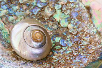 Close up of a small mother of pearl shell nested inside an abalone shell