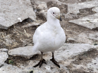 very special bird Snowy sheathbill, Chionis alba