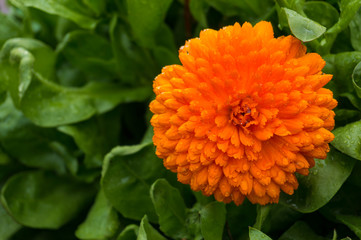 Bright orange flower of Calendula officinalis, Calendula flower