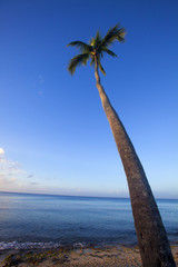 Palm tree  on tropical beach