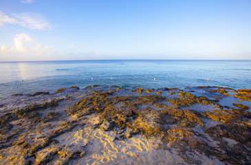 Caribbean  reef