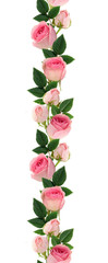 Pink rose flowers and buds line arrangement