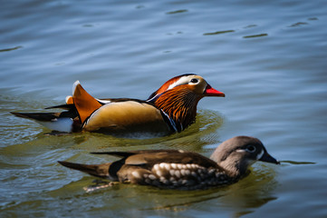 Mandarin Duck