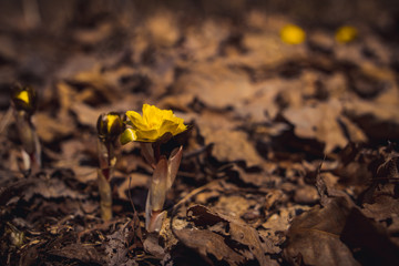 The first blossoming forest flower in spring beautiful background