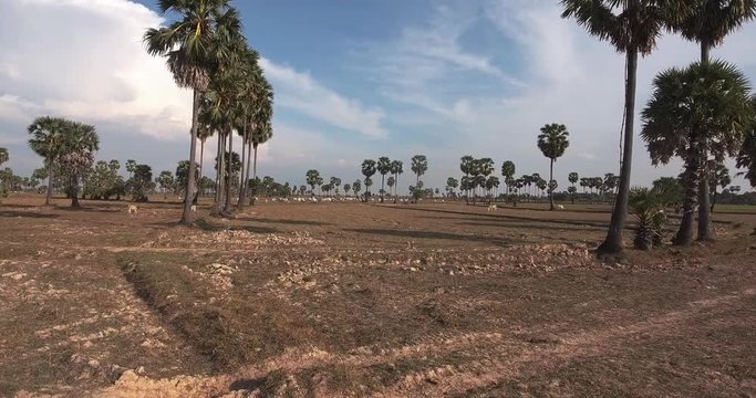 rone view: low flying towards herd of cows grazing pasture in dry field under palm trees