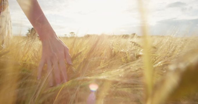 Close-up of woman's hand running through organic wheat field, steadicam shot. Slow motion. Girl's hand touching wheat ears closeup. Sun lens flare. Sustainable harvest concept.