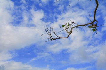 branch and leaf of tree beautiful on blue sky background with copy space for add text