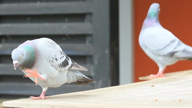 pigeon bird in home loft