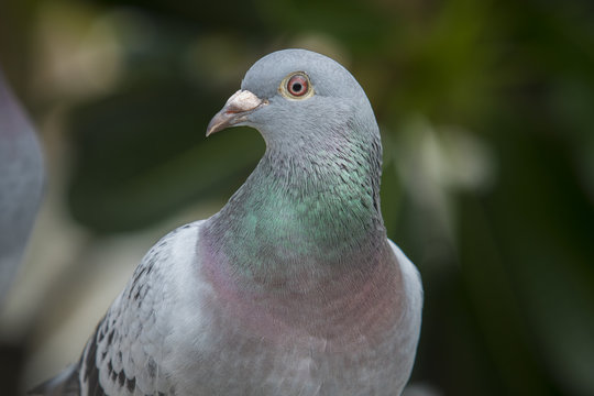 close up beautiful eys of speed racing pigeon bird against green natural background