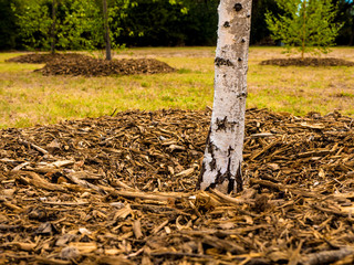 Young tree trunk sprouting from the earth surrounded by bark chips