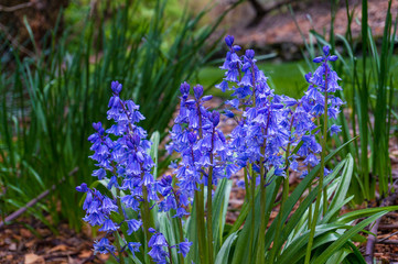 Bright Spanish Bluebell flowers in the garden