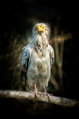 Bird Egyptian vulture