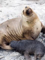 South American sea lion, Otaria flavescens, females with cubs, Sea Lion Island, Falkand / Malvinas