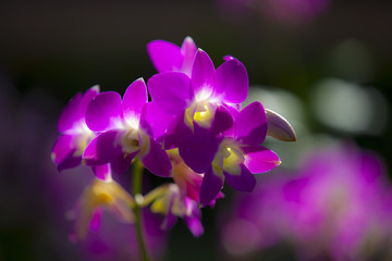 Fototapeta na wymiar Pink Singapore Orchids