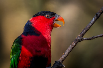 Black-capped lory