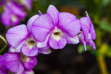 Obraz premium Pink Singapore Orchids