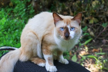 cat blue eye beautiful