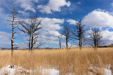 青空の下で雪が積もる冬の荒野に立つ枯れ木