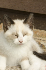 White feral kitten sleeping in the sun