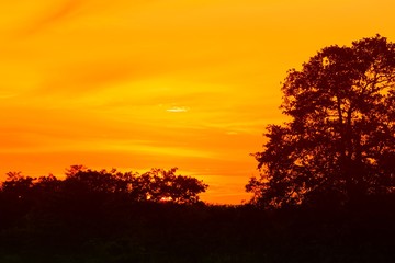 sunset beautiful colorful landscape and silhouette tree in sky twilight time