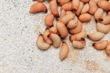 Sago beetle or worm palm weevil red  motion on table polished stone. (Rhynchophorus ferrugineus) Popular food larva Southern Thailand