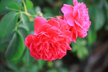 red rose on tree in the garden