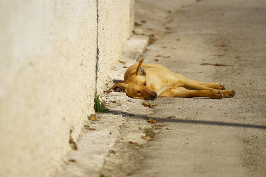 Stray dog in Sicily