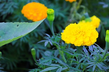 marigold yellow flower blooming beautiful in garden   (Tagetes erecta, Mexican marigold, Aztec marigold, African marigold)